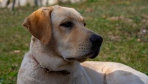 Storia di Luna, cagnolina miracolata