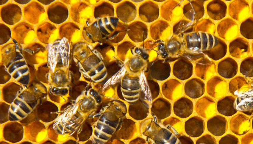 Riuscite a trovare l'ape regina? L'indovinello di un'apicoltrice