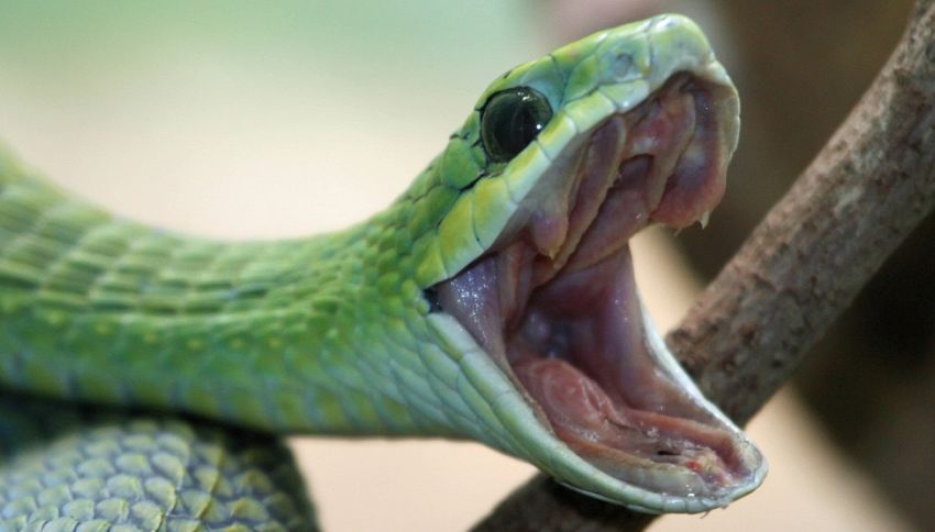Sudafrica, sembra un addobbo natalizio ma è un serpente velenoso