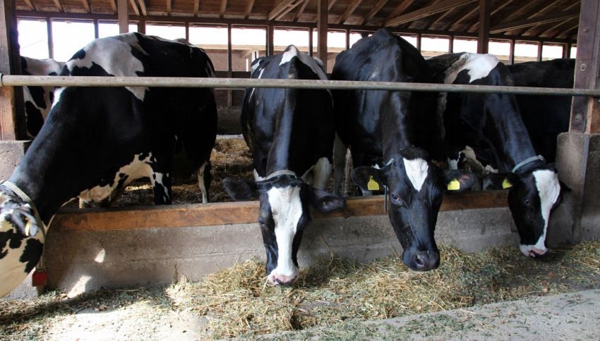 Mucche con gli occhiali per produrre più latte: è polemica
