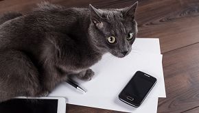 Riconosce il miagolio del gatto scomparso al telefono
