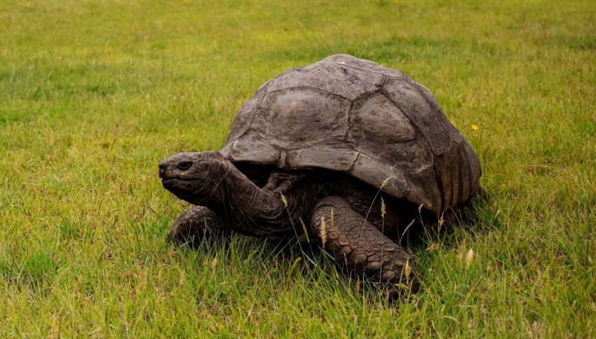 Ecco quanti anni ha la tartaruga più anziana del mondo