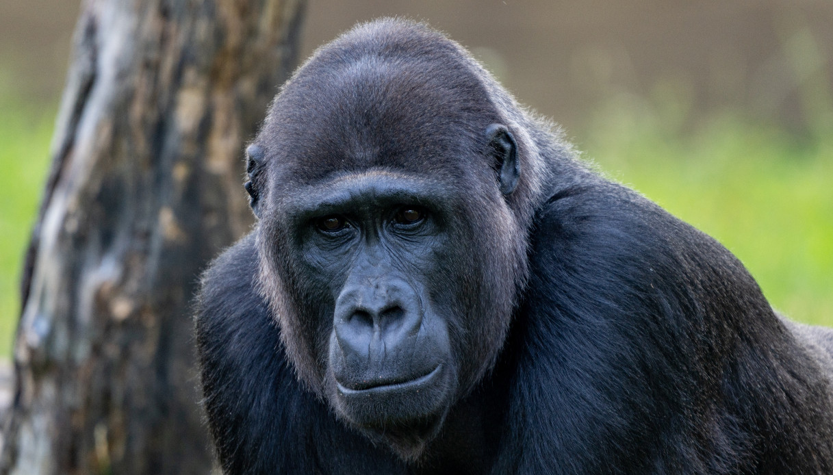 Il gorilla Ozzie, morto a 61 anni dopo 40 anni in un zoo