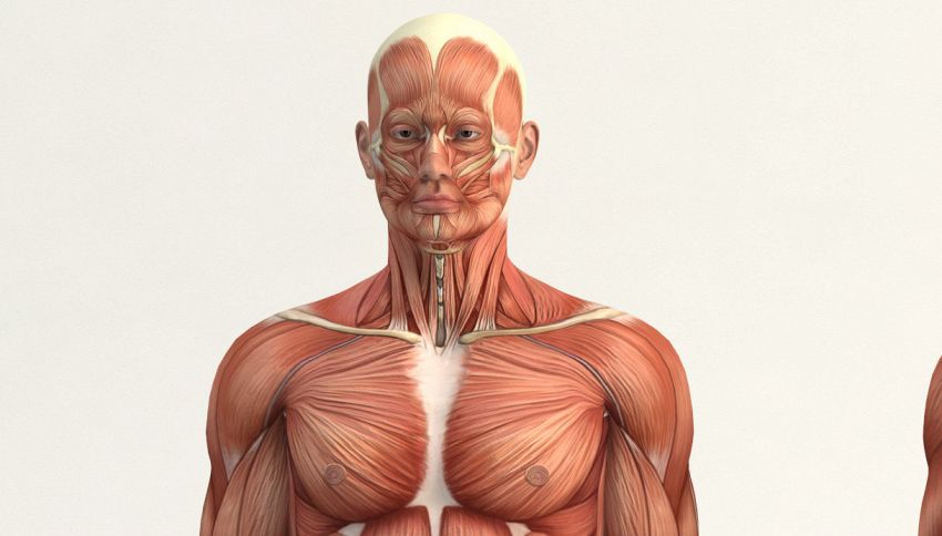 Scoperto un muscolo del corpo umano che non conoscevamo