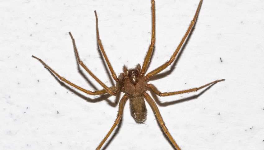 Cosa succede davvero se uccidi un ragno in casa (e perch&eacute; &egrave; meglio non farlo)