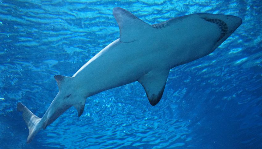 Le Hawaii sono il primo stato a vietare la pesca agli squali