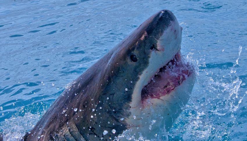 Abbiamo scoperto perché gli squali attaccano le persone