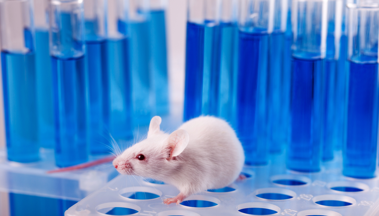 È stato creato un vaccino che non fa invecchiare i topi