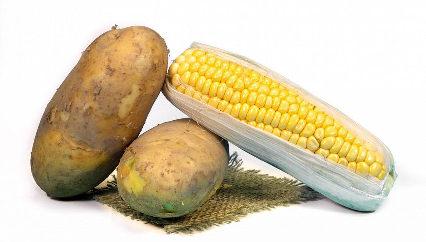 Fanno più ingrassare le patate o il mais? La risposta stupisce