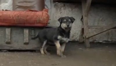 Ecco Rambo, il cucciolotto simbolo della resistenza ucraina