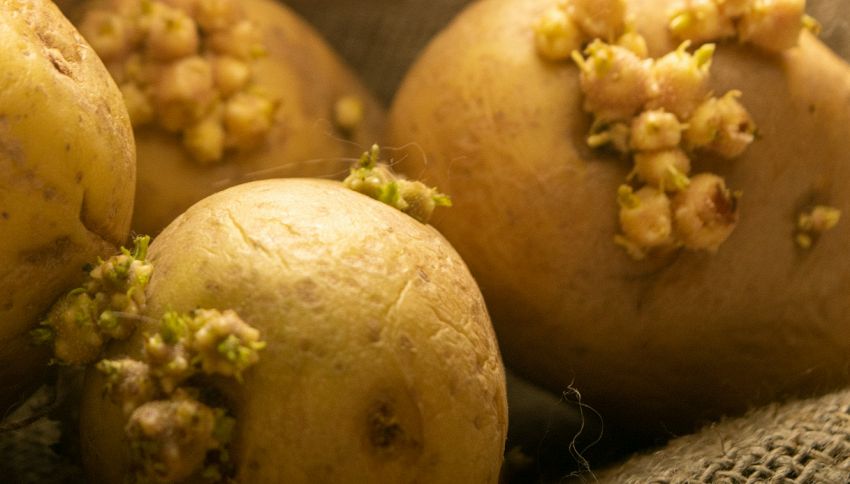Le patate germogliate si possono mangiare? Solo se le riduci così