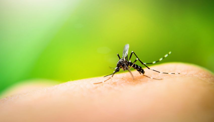 Zanzare, questo rimedio non funziona: il mito da sfatare