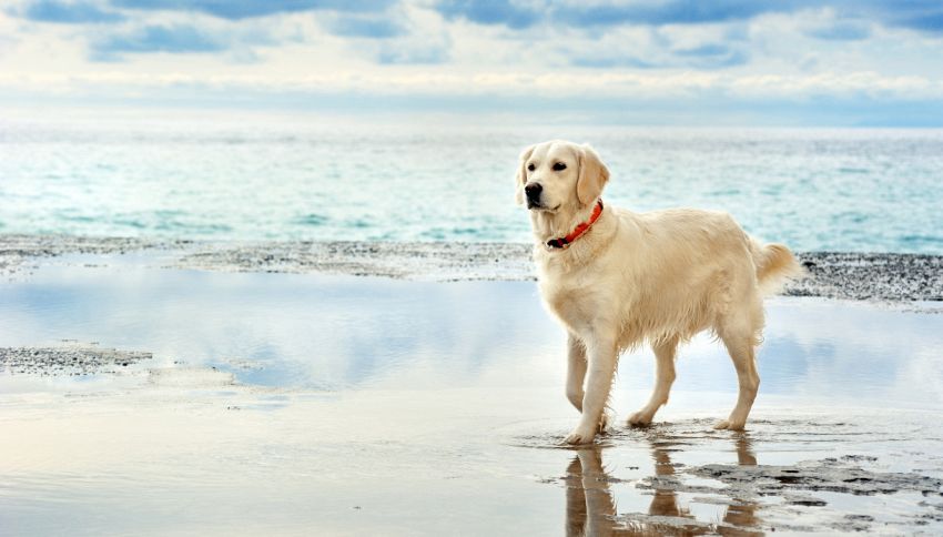 I cani possono stare in spiaggia? Cosa dice la legge