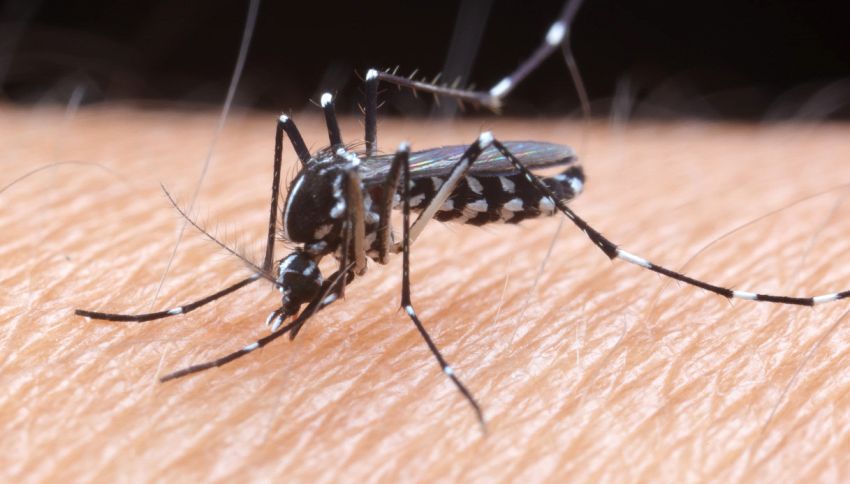 Virus che si diffonde con le zanzare: preoccupazione per l'estate