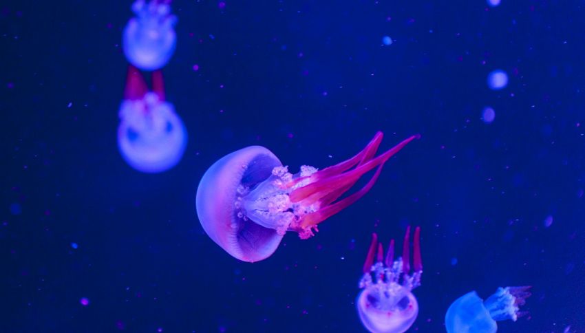 Puntura medusa, il rimedio da non usare mai: c’entra l’ammoniaca