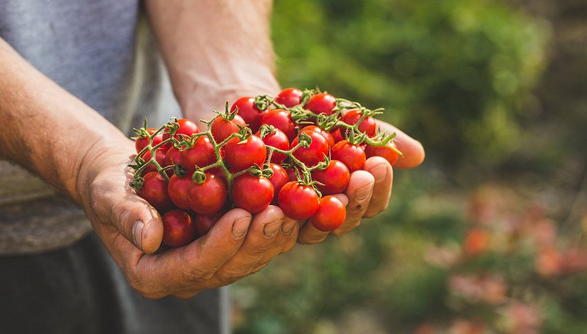 Cosa accade al corpo se mangi pomodori: 5 effetti sorprendenti