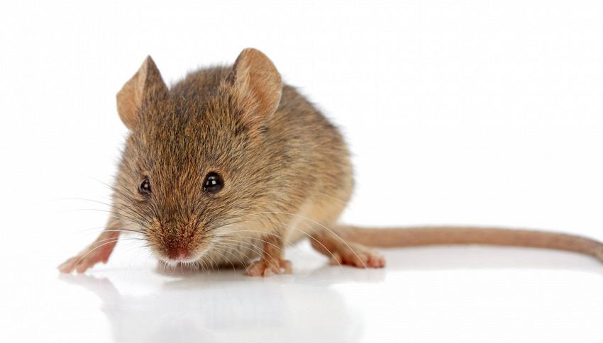 Epidemia febbre dei topi: cosa sta accadendo in Russia. I sintomi