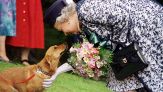 Il cane adottato e la Regina Elisabetta: la “parentela” a sorpresa