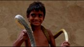 Bambino aggredito da cobra: si salva mordendo il serpente