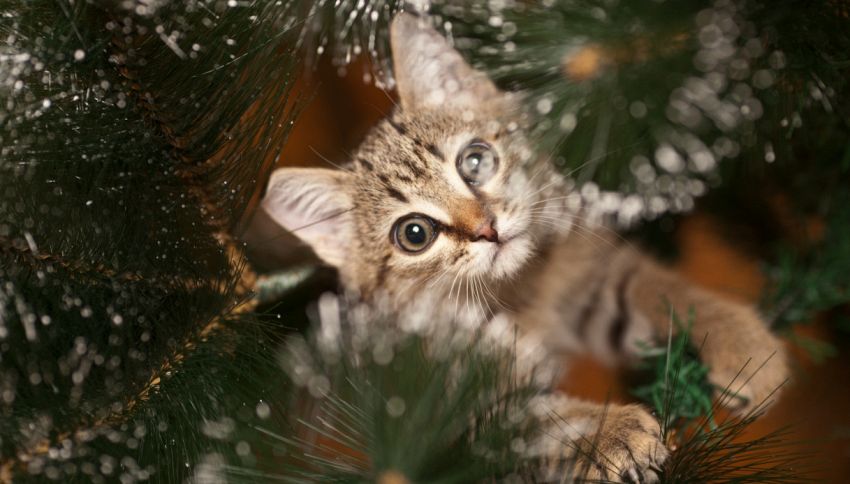 Il profumo che allontana il gatto dal vostro albero di Natale