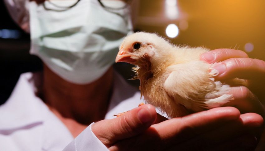 Prossima pandemia arriva dagli uccelli? Cosa ci aspetta nel 2024