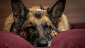 Cane più ricco al mondo: quant'è l'eredità lasciata dalla padrona