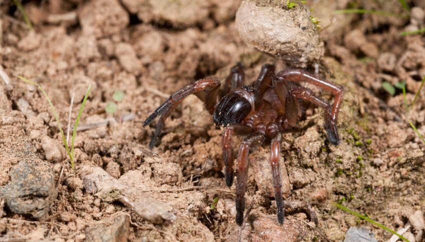 Questo ragno gigante può mordere gli uomini: dove si nasconde
