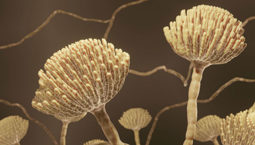 Fungo delle piante provoca infezioni all'uomo: mai successo prima