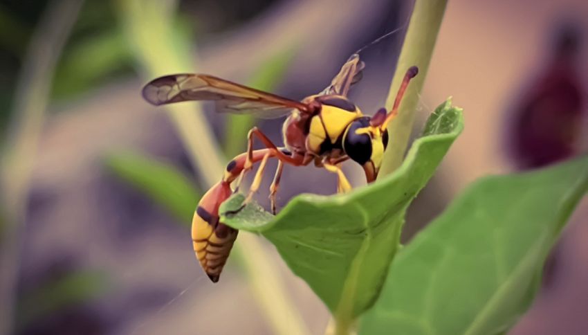 Pericolo insetti: arrivano i calabroni mortali dall’Oriente