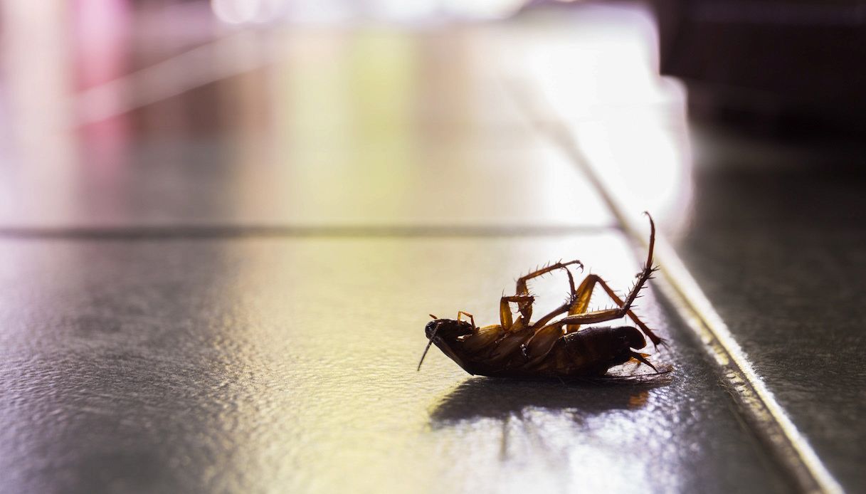 Sai che non devi mai schiacciare le blatte in casa? È pericoloso