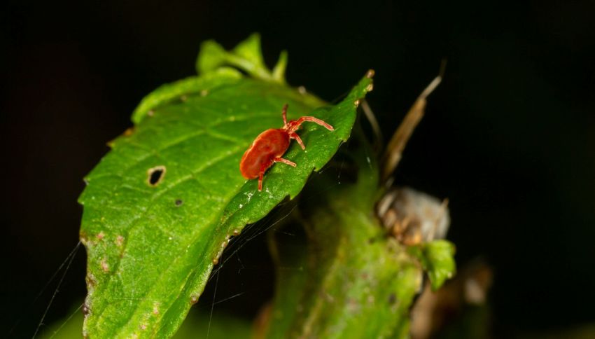 Come eliminare per sempre i ragnetti rossi? Basta un cucchiaio