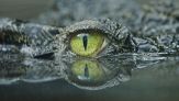 Come Jurassic Park nella realtà: sta succedendo qualcosa di strano