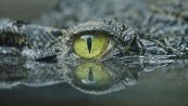 Come Jurassic Park nella realtà: sta succedendo qualcosa di strano