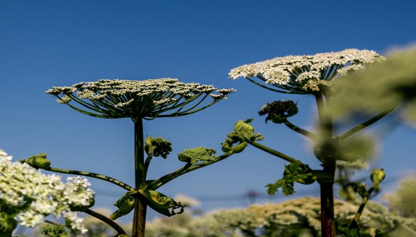 Questa è la pianta più pericolosa in estate, causa gravi ustioni: attenzione