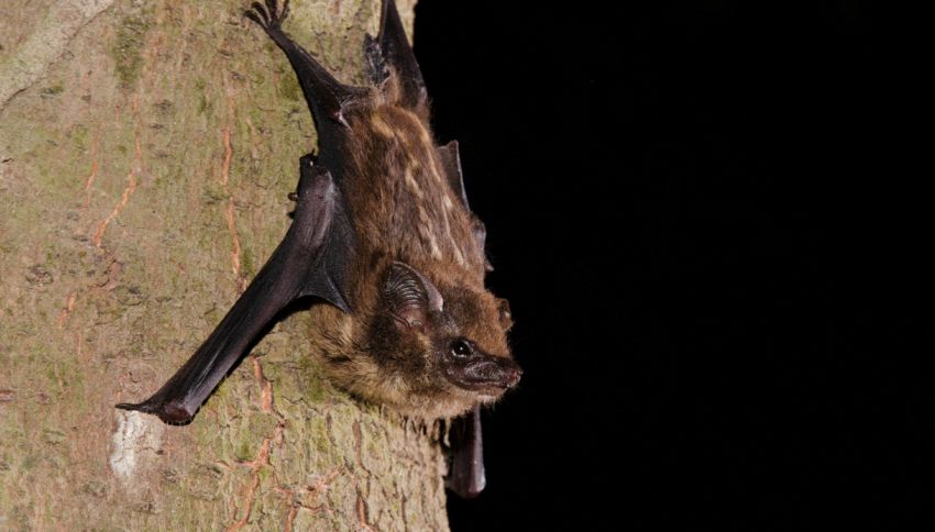 Nuova paura pandemia, trovati 2 nuovi coronavirus nei pipistrelli
