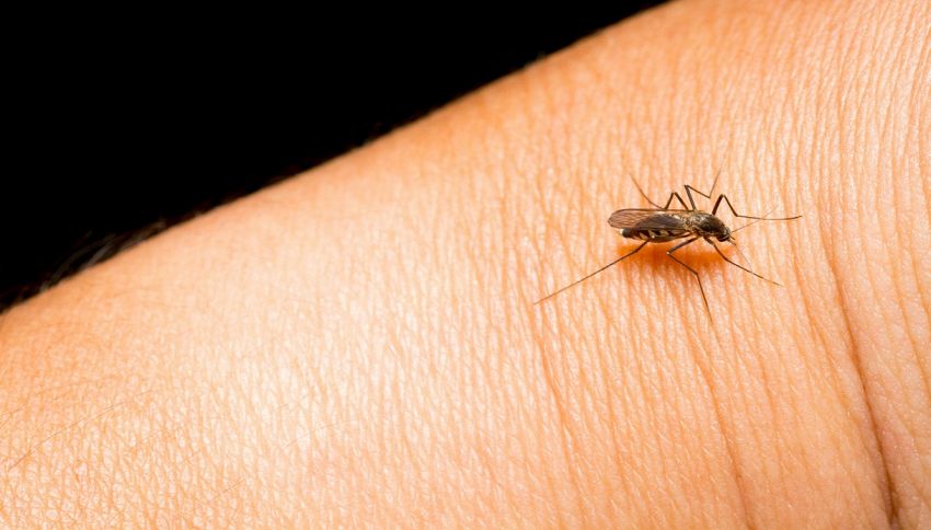 Che fine fanno le zanzare d'inverno?