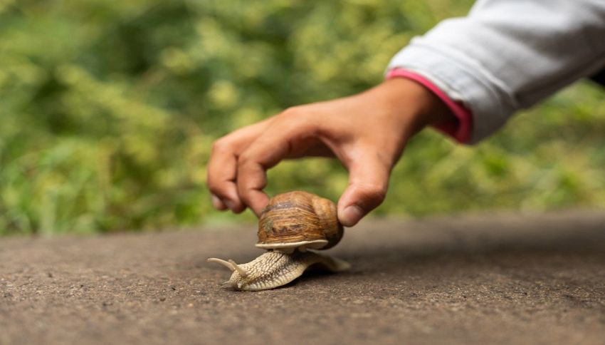 Questa lumaca è l'animale più letale per l'uomo: non toccarla