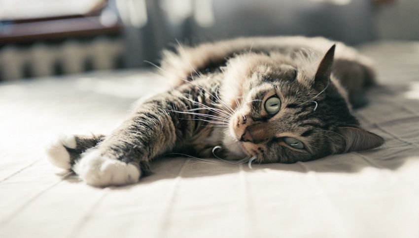 Attenti al gatto: 25 segnali che il tuo animaletto sta male