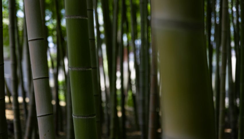 Il mistero della fioritura del bambù nero dopo 120 anni: cosa aspettarsi