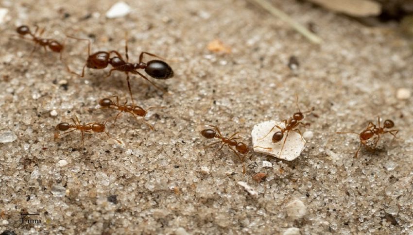 Invasione formiche rosse, perché la puntura può essere pericolosa per l'uomo?