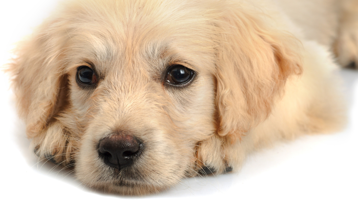 Chiara Ferragni paga 200 euro per far fare pipì al suo cane