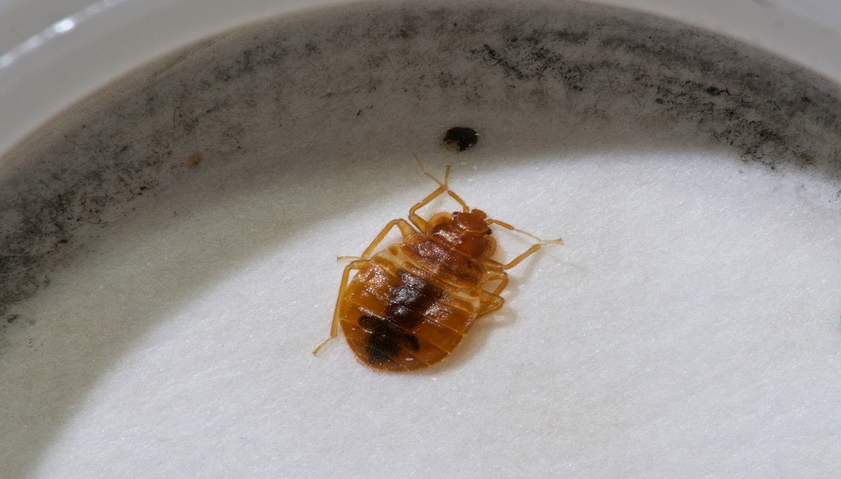 Invasione cimici dei letti, gli insetti che si nutrono di sangue