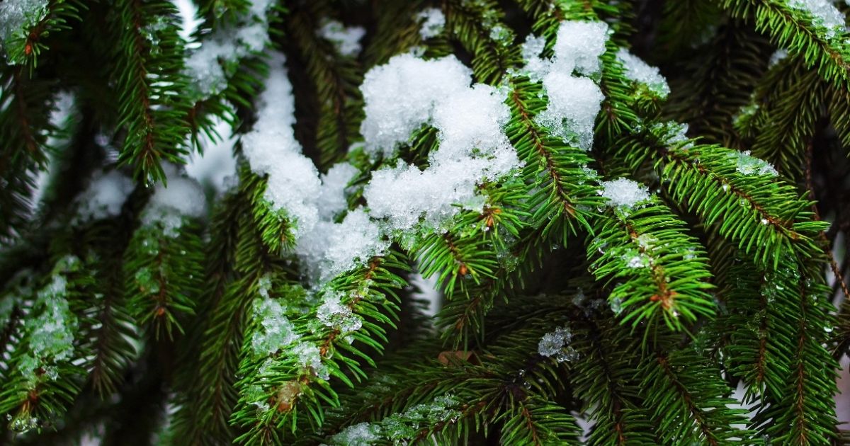 Albero di Natale, il trucco per ricreare la neve artificiale