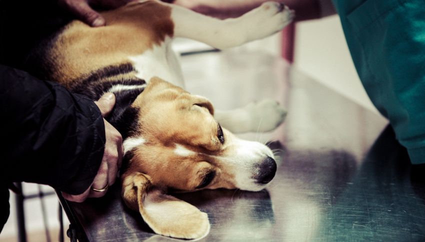 Misteriosa malattia dei cani: veterinari lanciano l'allarme