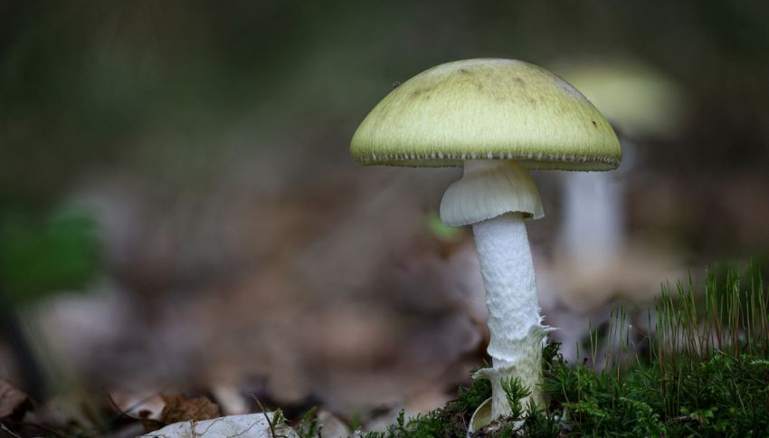 Questo è il fungo più letale che ci sia e si trova in Italia: fai attenzione