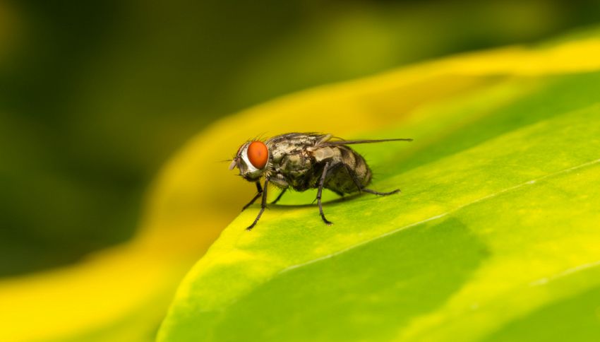 Invasione di mosche carnivore, lanciato lo stato di emergenza: 'ti divora dal di dentro'