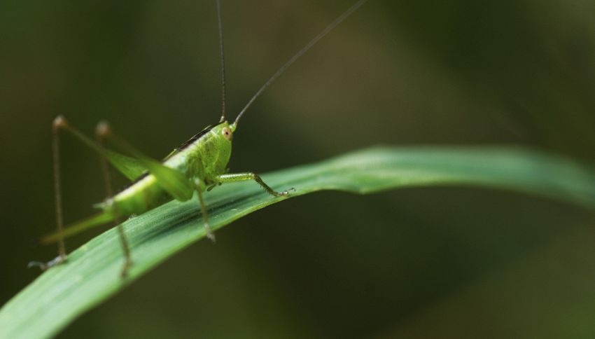 Cicale diventano "saliere volanti della morte": allarme degli scienziati. Effetti sull'uomo