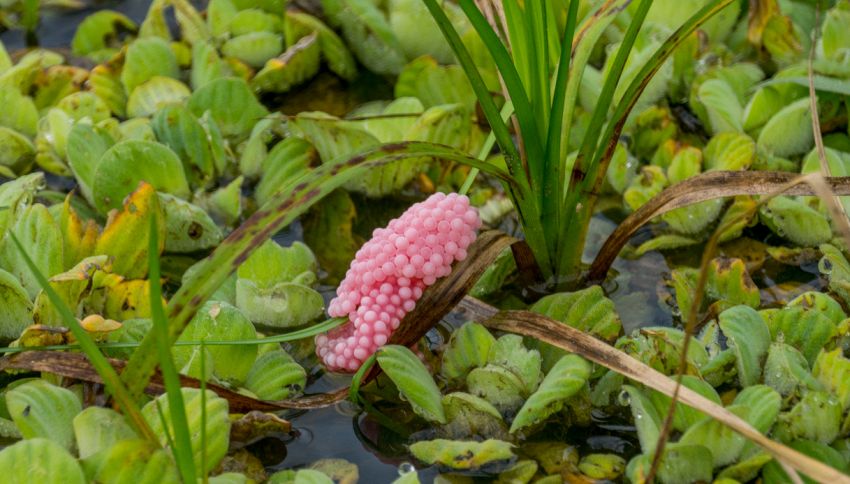 Se vedi queste uova rosa nel tuo giardino, chiama subito le autorità: fai attenzione