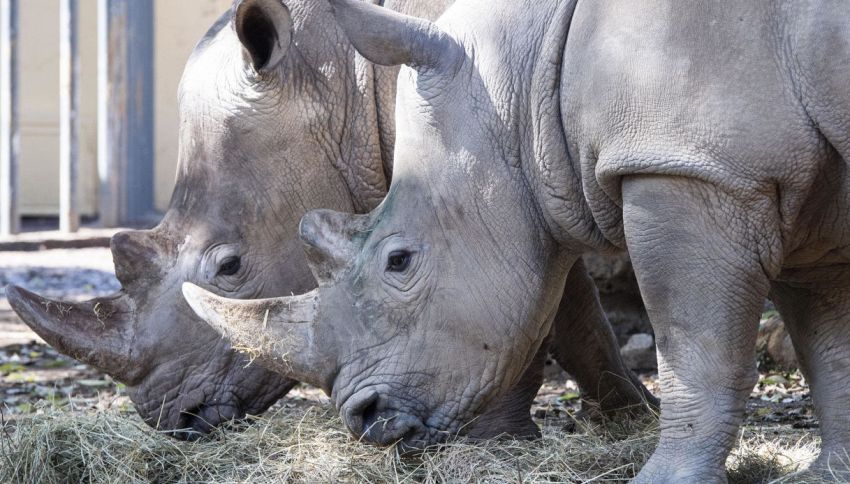 Due rinoceronti bianchi si trovano in Italia: ecco dove li puoi ammirare prima che ci sia l'estinzione della specie