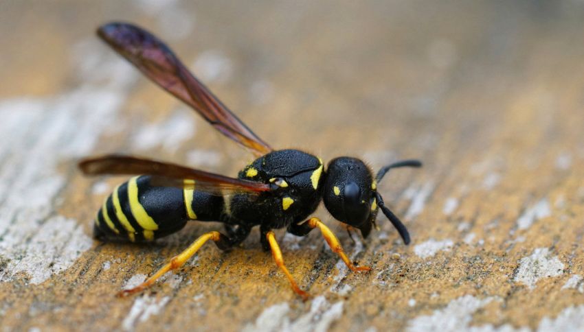 Vespe, a cosa servono in natura? La loro utilità nell'ecosistema